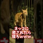 ネッコの動画で癒されたら寝ろｗｗｗ　#2ch #2chまとめ 動物スレ #2ch面白いスレ #動物 #犬 #猫 #癒やし #ねこ動画