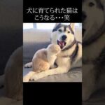 犬に育てられた猫はこうなる…#shorts