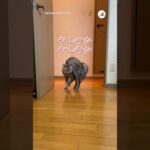 極めたやんのかステップ｜PECO #猫 #愛猫家 #猫のいる暮らし #やんのかステップ #cat #catlover #catlife #catdance