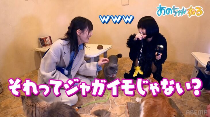 【癒やし】本田翼とあのちゃんが猫カフェで戯れる｜#あのちゃんねる #ABEMA で最新話無料配信中！