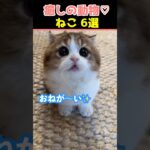 【癒しの猫】SNSでバズった動物かわいいネコ動画６選！【Healing Cats】６ Adorable Cat Videos That Went Viral on Social Media!