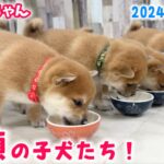 【豆柴犬】総集編！2024年に誕生した22頭の激かわな赤ちゃんたちを振り返ります！【子犬と癒し】まめしば亭ブログvlog