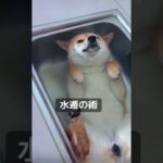 水遁の術に閉じ込められた犬#shorts
