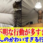 【究極の癒やし】猫ちゃん達のかわいすぎる瞬間まとめたったwww笑ったら寝ろwww【ゆっくり】