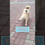 ㊗️100万再生突破‼️犬さんの動画見てほっこりしたらおやすみwwww #動物 #柴犬 #ほっこりショート