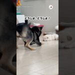 犬もキュートアグレッション出るんだ🤭｜PECO