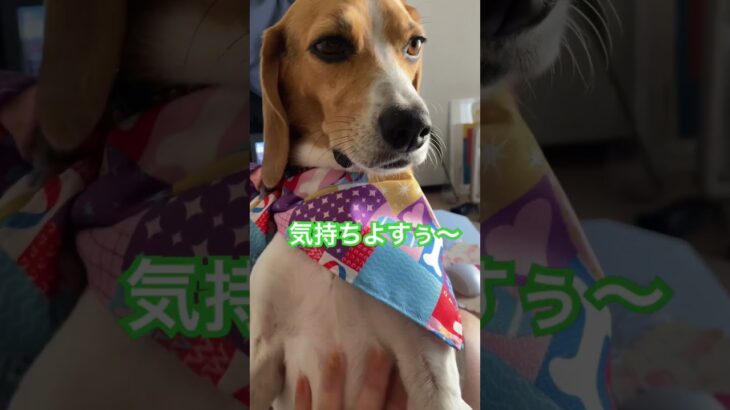 膝に乗ってきてリラックスするフク子 #beagle  #ビーグル #あくび #甘えん坊 #犬 #わんこ #犬のいる暮らし #癒し #眠い #犬のいる生活 #愛犬 #ワンコnowa #いぬ #犬動画