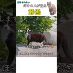 【癒やし猫】人間不信だけどご飯はほしい猫
