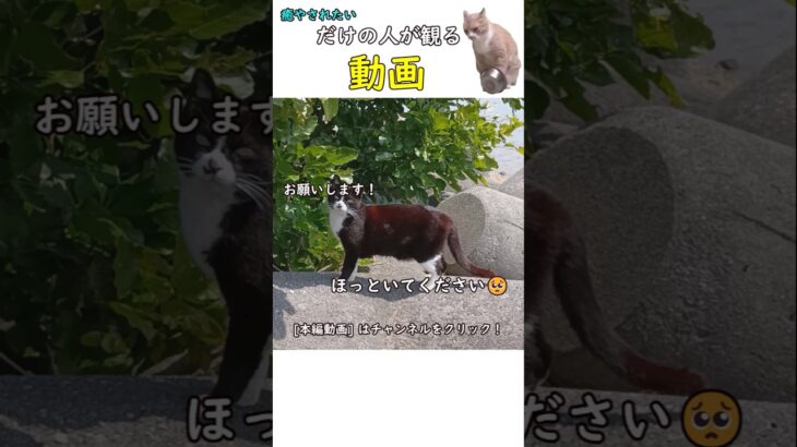 【癒やし猫】人間不信だけどご飯はほしい猫
