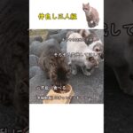 【癒やし猫】食事を邪魔された子の悲しげな表情に注目😂