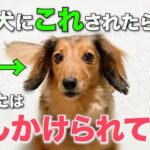 【完全版】犬がこの仕草をしたら、あなたに話しかけています。