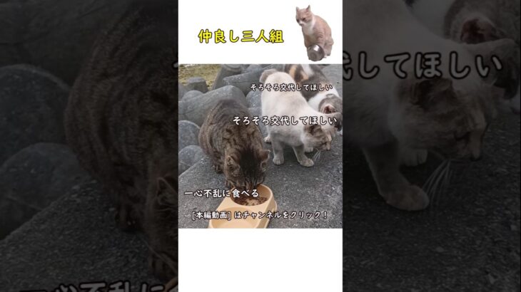 【癒やし猫】食事を邪魔された子の悲しげな表情に注目😂