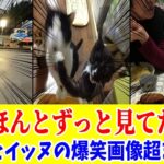 【総集編】ワンちゃん猫ちゃんの究極の癒やし画像集www笑ったら寝ろwww【ゆっくり】