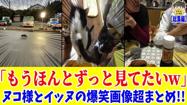 【総集編】ワンちゃん猫ちゃんの究極の癒やし画像集www笑ったら寝ろwww【ゆっくり】