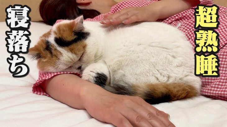 6匹の猫に愛される母【リラックス音楽】