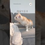 主人が寝ているか確認しにきた猫｜PECO #shorts