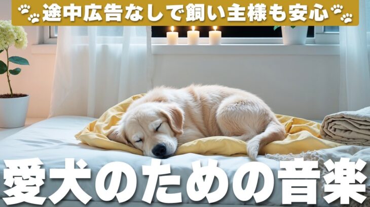 🐶広告なし🐶犬が寝る音楽 / 愛犬が落ち着くリラックス音楽 / dog calming music / 12 Hours Of Calming Music For Dog