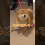 満面の笑み💕『はじめまして』の柴犬が可愛すぎる　#柴犬　#犬　#かわいい犬 #犬のいる暮らし #癒し