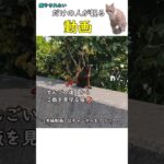 【癒やし猫】距離感がすんごい猫