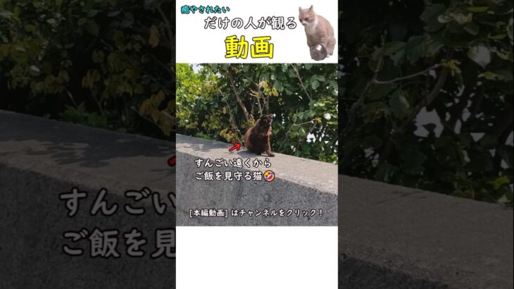 【癒やし猫】距離感がすんごい猫