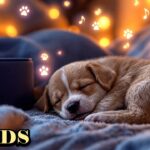 広告なし 飼い主が留守の時に犬を落ち着かせる24時間音楽