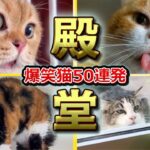【2ch動物スレ殿堂入り猫編】ツッコミどころ満載なおもしろ猫動画50連発！Part1（鳴き声、しゃべる、子猫、かわいい）