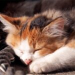 【猫島の自然音】猫たっぷり3時間！猫島の音風景と、可愛らしい猫さん、仔猫さんの世界