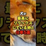 犬が最高にリラックスしている時の仕草5選 #犬 #犬のいる生活