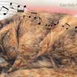 Deeply Peaceful Music for Stressed Cats – 528 Hz & Cat Purring Sounds