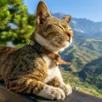 Music for Cats 😽 Good Sleep Music and Stress Relief Music for cats, Music that cats like