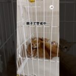 親子の保護猫、全員警戒｜PECO