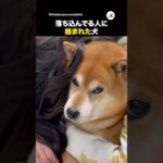 落ち込んでる人に絡まれる犬｜PECO