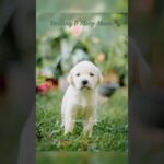 🌿강아지 힐링&휴식 음악 쇼츠🐶🌸 | Puppy Relaxing & Calming Music Shorts