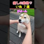 【癒しの犬】SNSでバズった動物かわいい犬動画７選！【Healing Dogs】7 Adorable Dog Videos That Went Viral on Social Media!