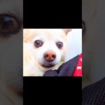 手じゃなくて足！？深大寺で爆笑お清め🤣＃shorts＃short