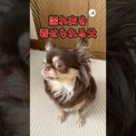 チワワから身に覚えのない罪に問われる父