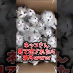 ネッコさん見て癒されたら寝ろｗｗｗ #動物 #ネコ #癒し