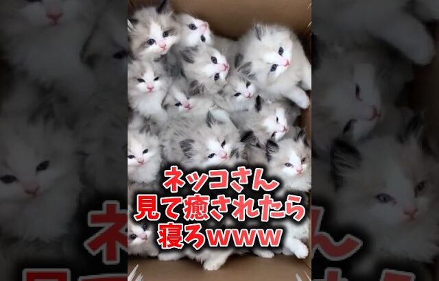 ネッコさん見て癒されたら寝ろｗｗｗ #動物 #ネコ #癒し