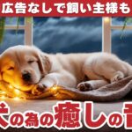 🐾留守番中の犬も安心！犬が落ち着くリラックス音楽🐾途中広告なしで長時間流せる犬用お留守番音楽🎶