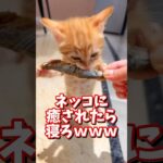 ネッコの動画で癒されたら寝ろｗｗｗ　#2ch  #動物  #猫 #癒やし #ねこ動画　#ネコ