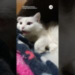 耳が聞こえない猫さんに挨拶する方法｜PECO