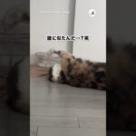 寝ながら水を飲む猫｜PECO