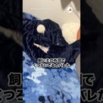 猫、くつろいでた｜PECO