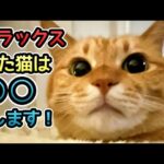 【猫の気持ち】猫がリラックスしているときにする6つの仕草