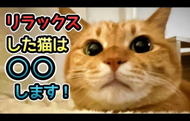 【猫の気持ち】猫がリラックスしているときにする6つの仕草