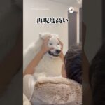 神に近い犬｜PECO