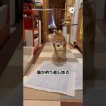 折り返し地点は猫｜PECO