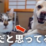 【癒やし】犬に育てられた猫の日常が可愛すぎる｜一ヶ月使って見たuwant V500→結果